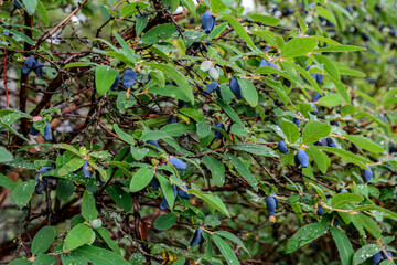 early blue honeysuckle berries on the Bush