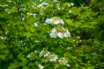 Flowering viburnum (Viburnum opulus) is close-up