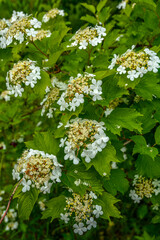 Flowering viburnum (Viburnum opulus) is close-up