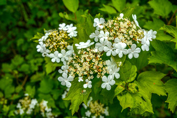 Flowering viburnum (Viburnum opulus) is close-up