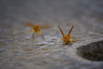 Thirsty Bees ..