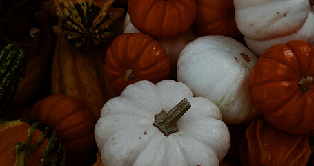 pumpkins and gourds