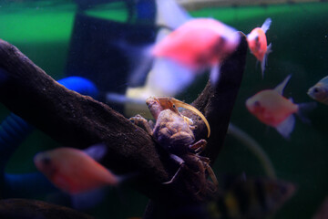 Crab. Ornamental fish