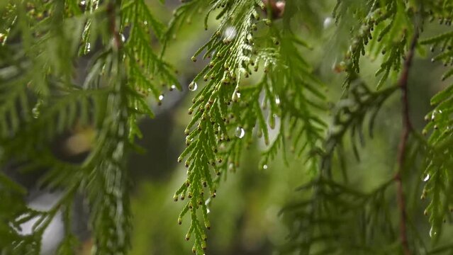 juniper branch with dew drops close-up.  Raindrops, dew on a branch of a coniferous tree close-up