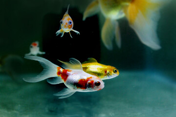 Ornamental fish. Comet and Goldfish.