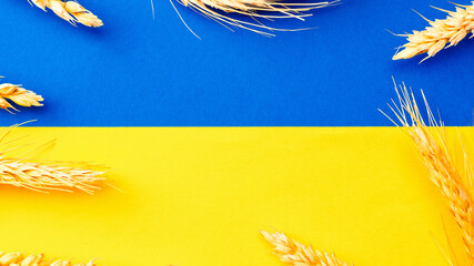 Blue yellow wheat grain background. Ukrainian symbol with wheat grain ear isolated on yellow blue...
