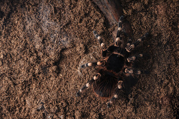 Large tarantula spider on an earthen surface.