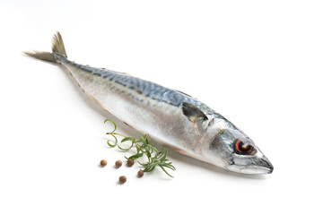 Atlantic mackerel fish with branch of rosemary and peppercorns, isolated on a white background