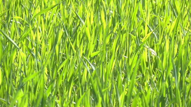 agricultural field with young green wheat sprouts. Young wheat seedlings growing in a soil.  Young green wheat grows in a field. Rows of wheat sprouts, green wheat paros close up.