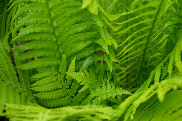 Bright spring green leaves of Matteuccia struthiopteris  close-up. Texture of green foliage. Photo for the catalog of plants of the garden center or plant nursery. Sale of green space. Close-up.