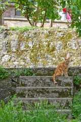 Cats in a narrow street between the old houses of Petina, a village in the mountains of Salerno...