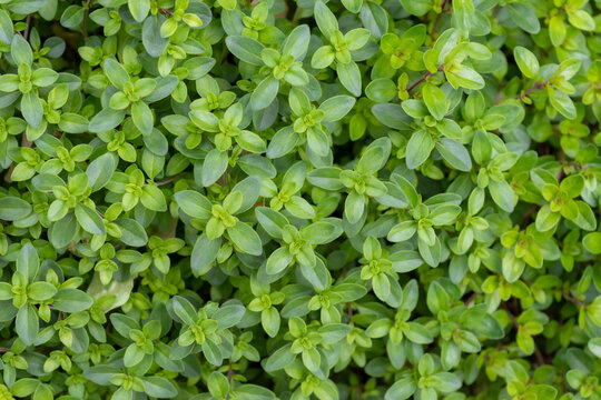 Early, small, green leaves of the ornamental plant Thymus serpyllum. Close-up photo for a garden center or plant nursery catalog. Sale of green spaces. Fresh foliage background