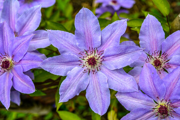 Close-Up Purple Clematis Flowers .