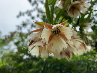 Closeup of Woodland Elaeocarpus flowers.