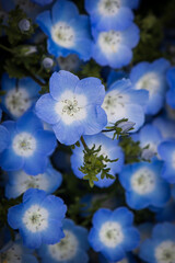 ネモフィラの花のアップ