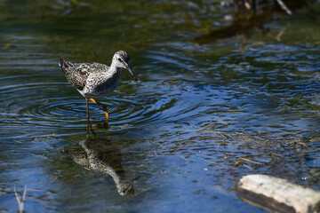 A migratory Lesser Yellowlegs (Tringa flavipes) forages for food around the shore of Alaska's Reflections Lake.