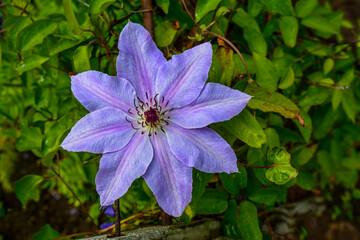 Close-Up Purple Clematis Flowers .