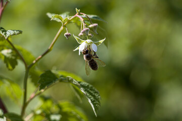 Raspberry. A bee on a raspberry flower. Pollination of raspberry flowers by bees. selective focus