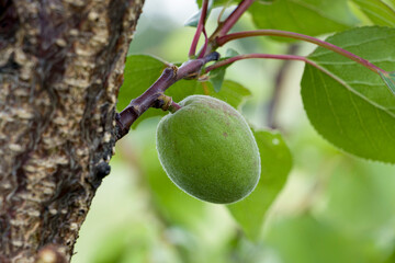 Green fruits of apricot. Ripening fruits of the apricot tree.