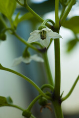 Young pepper plant with flower. Bud and flower of pepper. Selective focus.