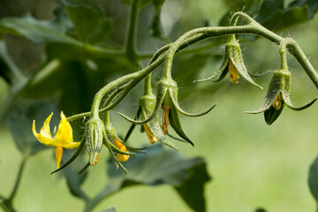 Tomato, yellow flower and small green unripe tomato. Small green ripening tomatoes with yellow flowers and green leaves hanging on a vine. Flowers and fruits of tomato. Selective focus.