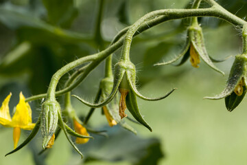 Tomato, yellow flower and small green unripe tomato. Small green ripening tomatoes with yellow flowers and green leaves hanging on a vine. Flowers and fruits of tomato. Selective focus.