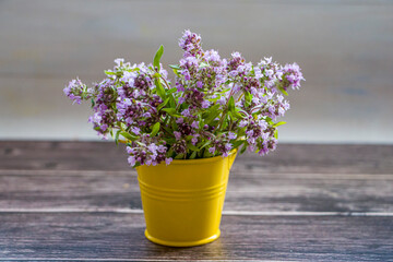 Fresh thyme flowers in a yellow small bucket. Fresh organic thyme flowers. Flowers of thyme creeping. Thyme. Phytotherapy. Selective focus.