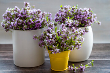 Fresh thyme flowers in a yellow small bucket and white cups. Fresh organic thyme flowers. Flowers of thyme creeping. Thyme. Phytotherapy. Selective focus.