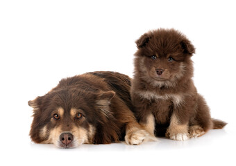 Fototapeta premium puppy and adult Finnish Lapphund in studio