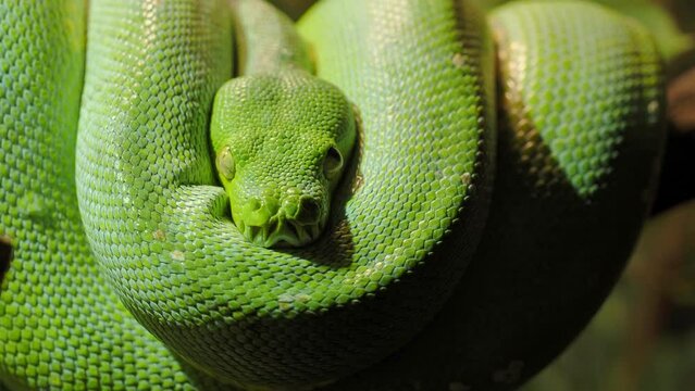 Green tree python (Morelia viridis) close-up. Portrait art.