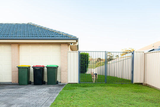 Recycling, rubbish and green waste bins in front of house with a dog