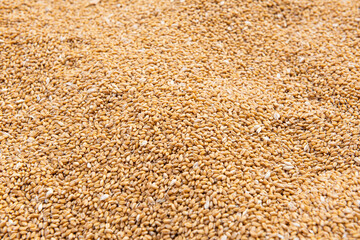 Whole dry wheat cereal grains texture background