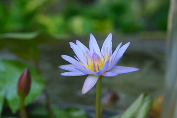 Beauty in garden with flowers and butterfly