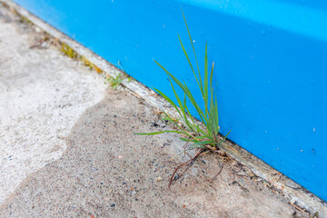 Closeup Moss and grass destroy cement foundation and concrete pavements