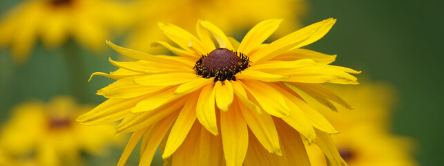 Rudbeckia Black-eyed - plant flower