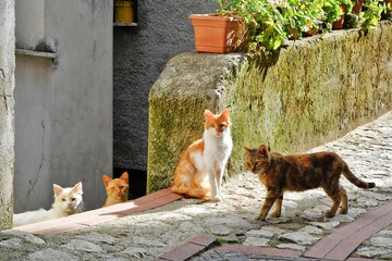 Cats in a narrow street between the old houses of Petina, a village in the mountains of Salerno...