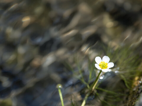 日本固有種images Browse 591 Stock Photos Vectors And Video Adobe Stock