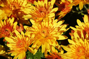 Chrysanthemum garden - plant flower
