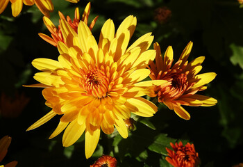 Chrysanthemum garden - plant flower