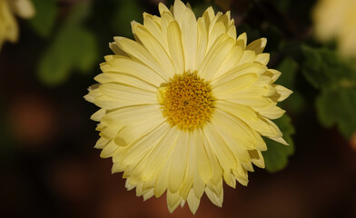 Chrysanthemum garden - plant flower
