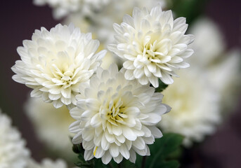 Chrysanthemum garden - plant flower