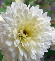 Chrysanthemum garden - plant flower