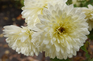 Chrysanthemum garden - plant flower
