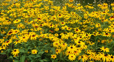 Rudbeckia Black-eyed - plant flower