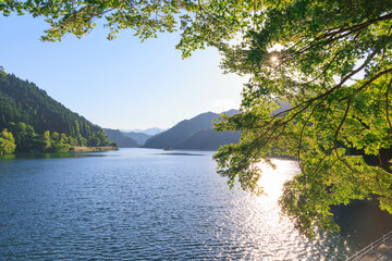 Fototapeta na wymiar 逆光で輝く湖と葉「夏イメージ」