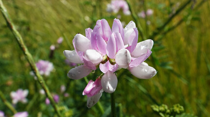 Sekiroplodnik variegated - plant flower