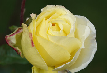 rose flower plant macro