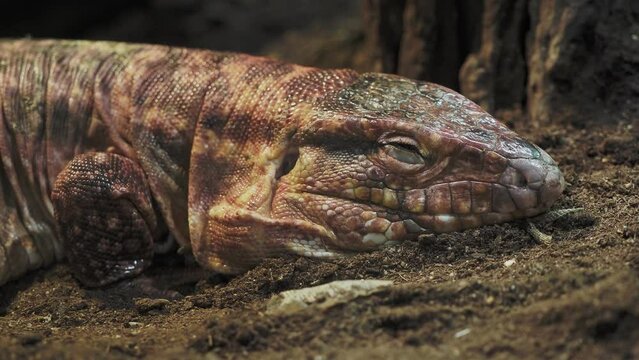 Sleeping red tegu, Salvator rufescens