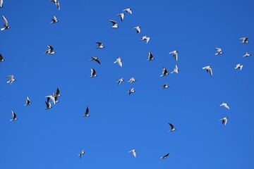 Black-headed seagulls in a swarm,flying.scandinavia,sweden.