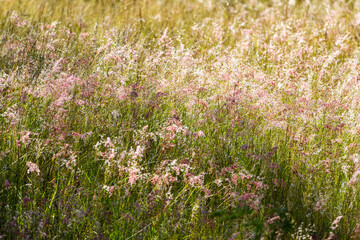 Lush grass with white and pink flowers.